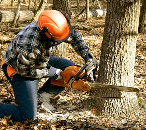 Tree Removal in Mooreville, MS